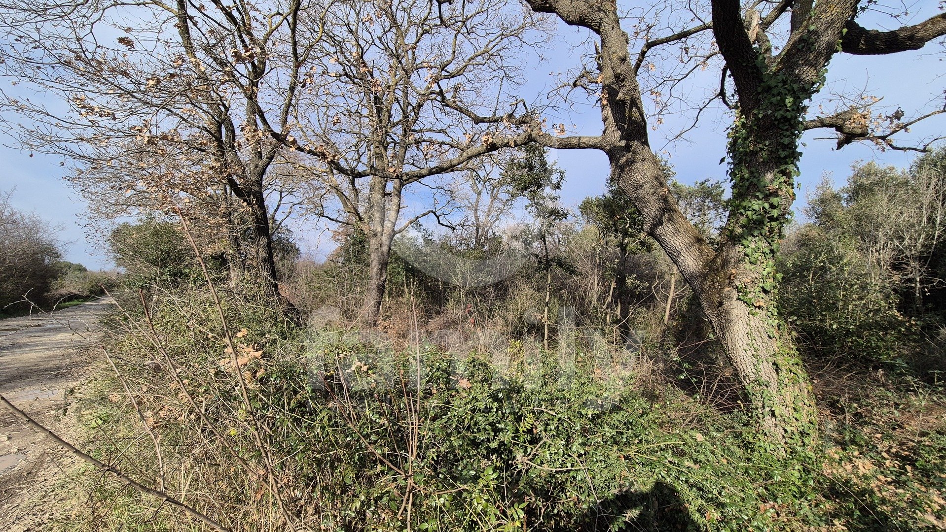 PROSTRANO POLJOPRIVREDNO ZEMLJIŠTE - ŠUMA